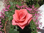Rosa. Canillas de Aceituno, Málaga